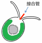 Fertilization tubule