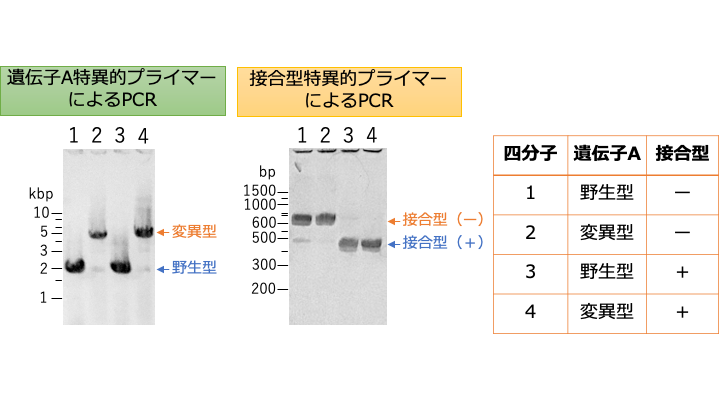 PCR