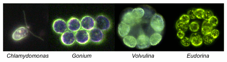 Volvocales