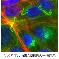 primary cilia