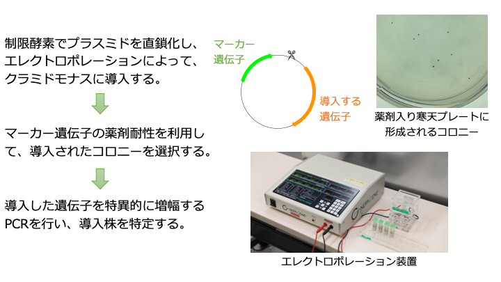 electroporation