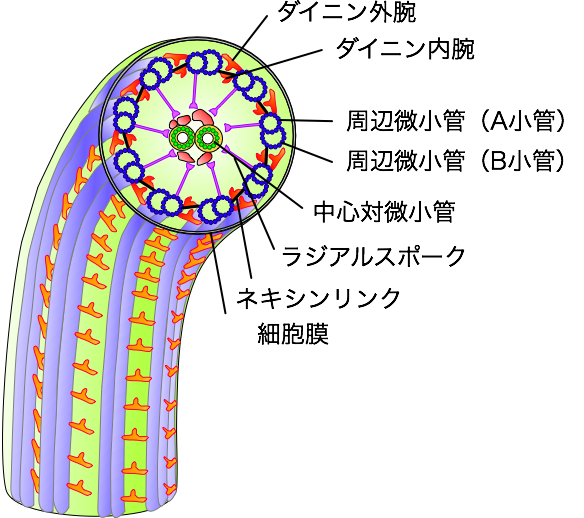 flagella