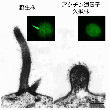 Fertilization tubule in ida5