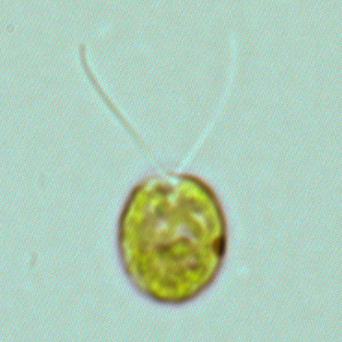 Chlamydomonas