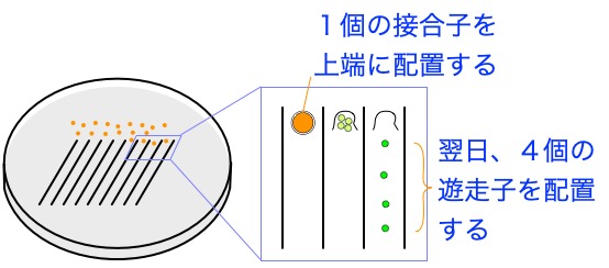Tetrads